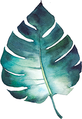 calatheas leaf