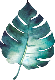 calatheas leaf